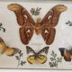 Vintage butterfly taxidermy frame