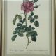 Floral illustration