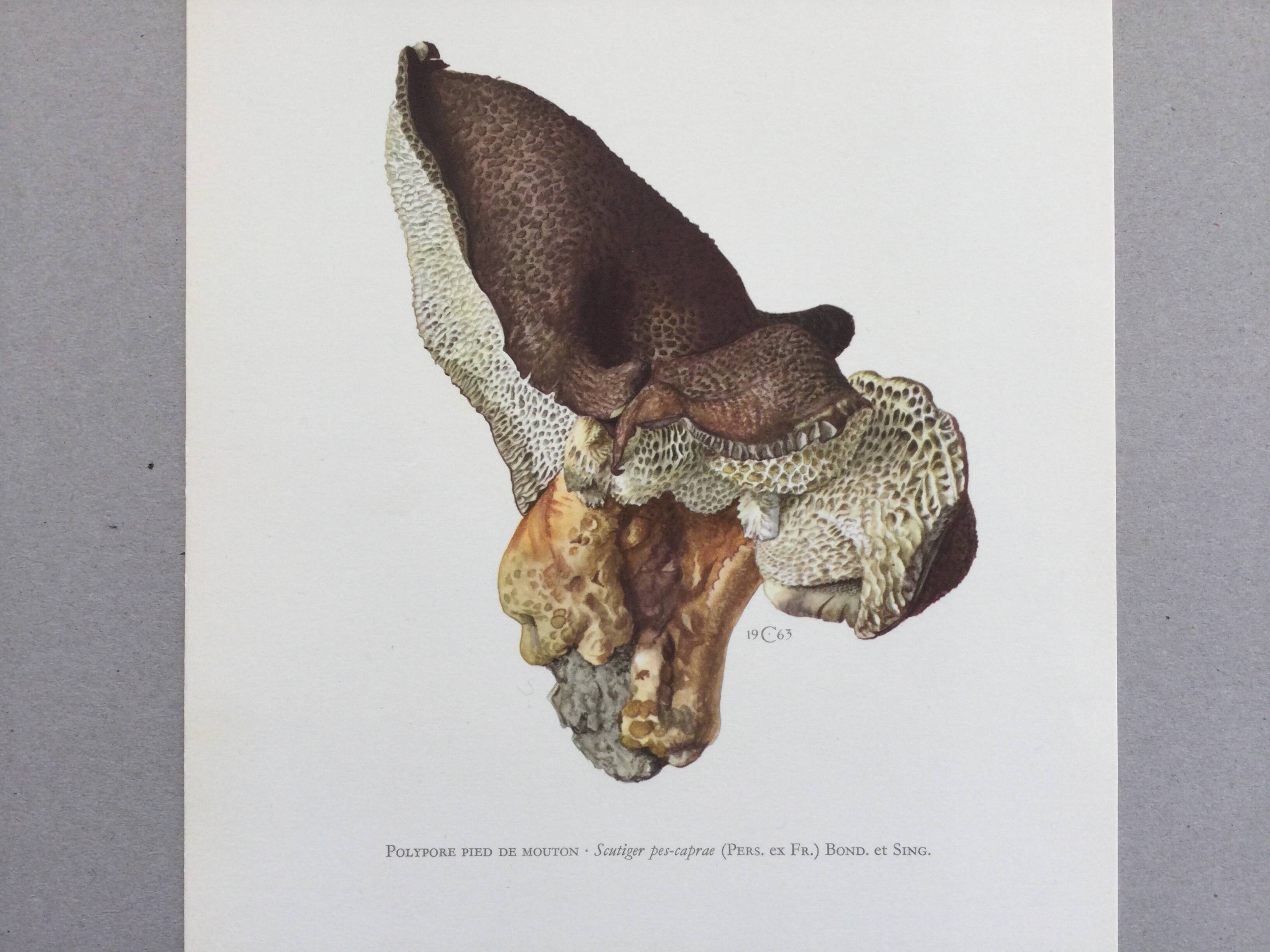 Botanical Illustration Polypore Mushroom Vintage Print 60s
