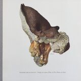 Botanical Illustration Polypore Mushroom Vintage Print 60s