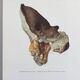 Botanical Illustration Polypore Mushroom Vintage Print 60s