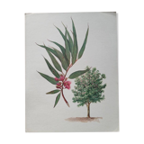 Botanical poster - Eucalyptus