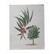 Affiche botanique - Eucalyptus