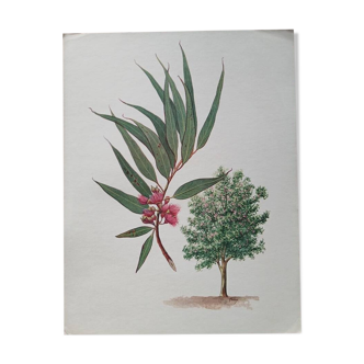 Botanical poster - Eucalyptus