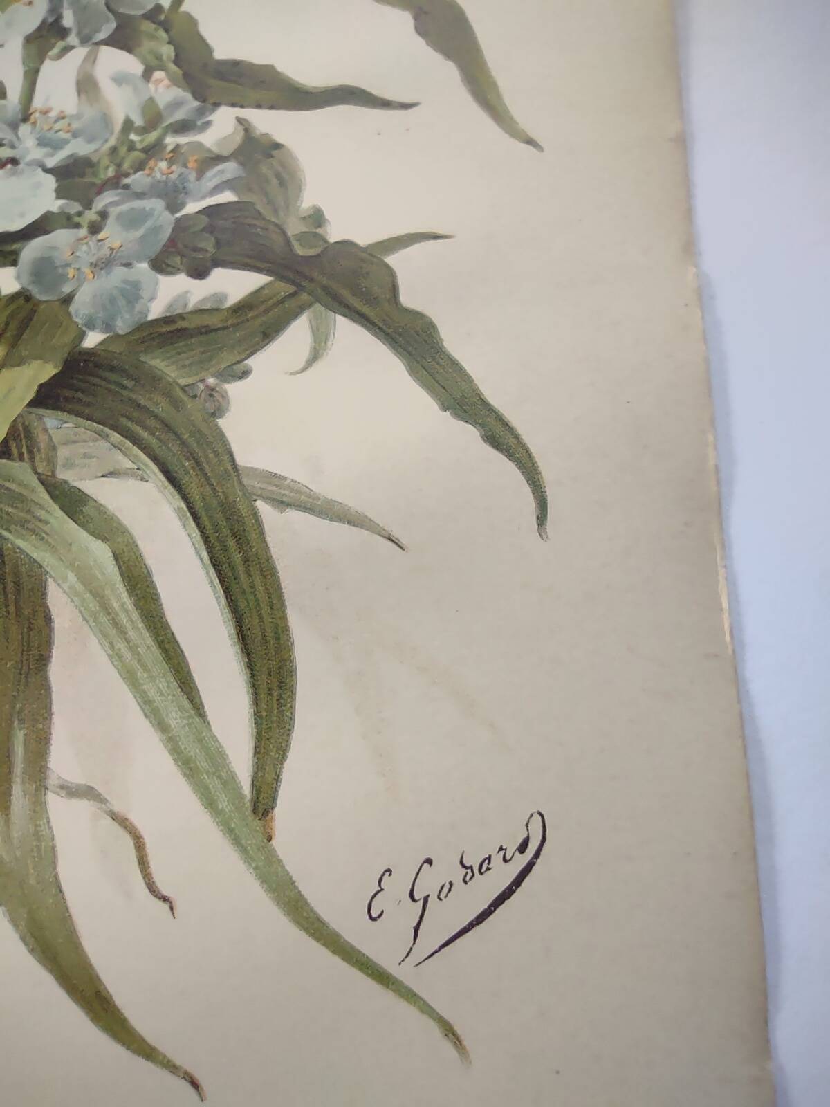 Antique plate from 1897 - Tradescantia Virginica - Original illustration