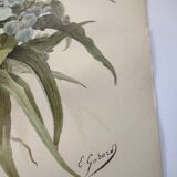 Antique plate from 1897 - Tradescantia Virginica - Original illustration