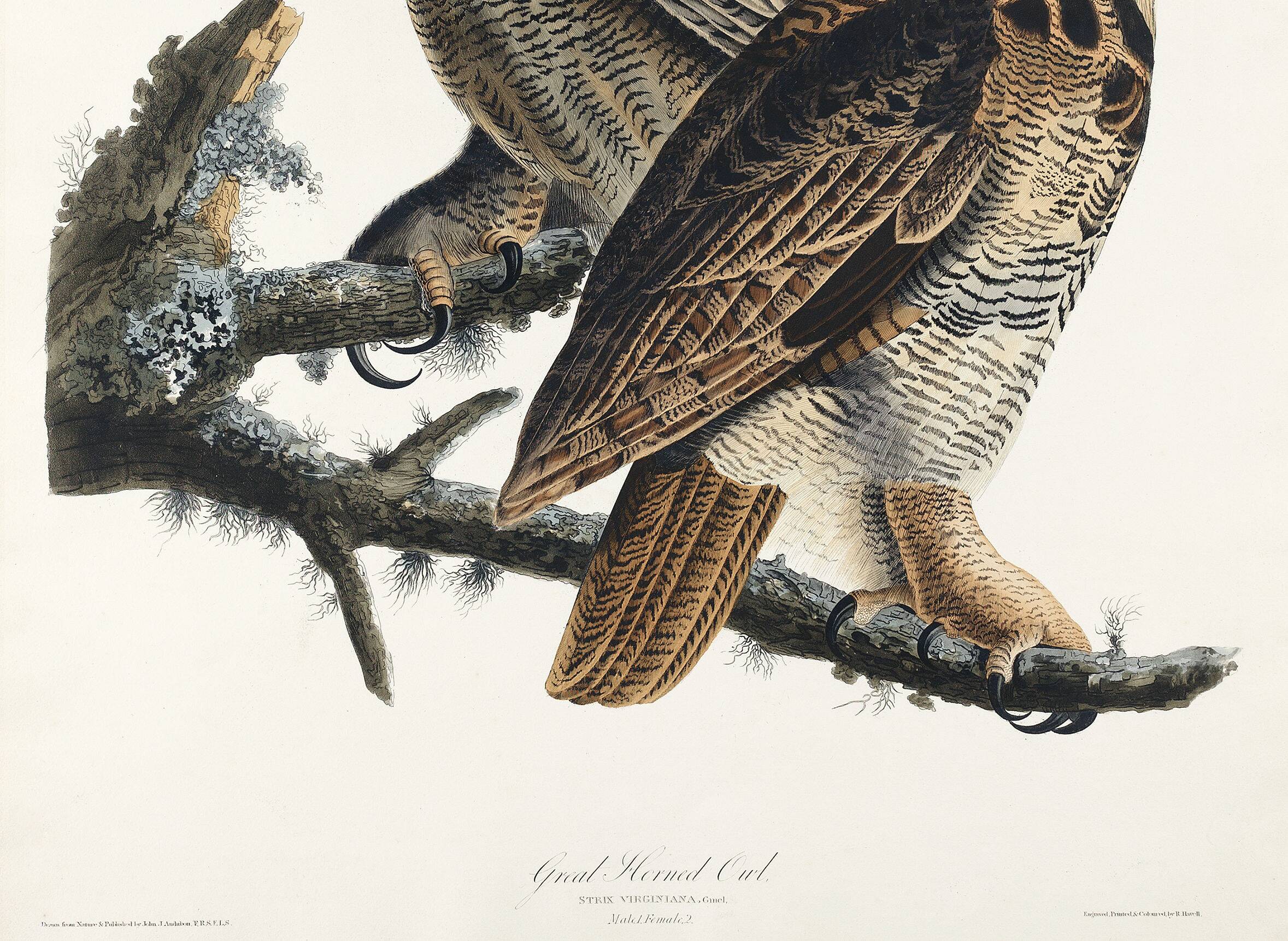Poster for "Spectacled Owl", based on an old engraving from 1827.