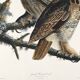 Poster for "Spectacled Owl", based on an old engraving from 1827.