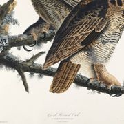 Poster for "Spectacled Owl", based on an old engraving from 1827.
