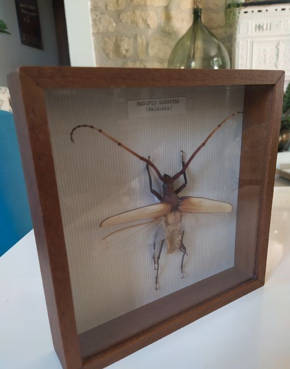 Naturalized insect megopis gigantea