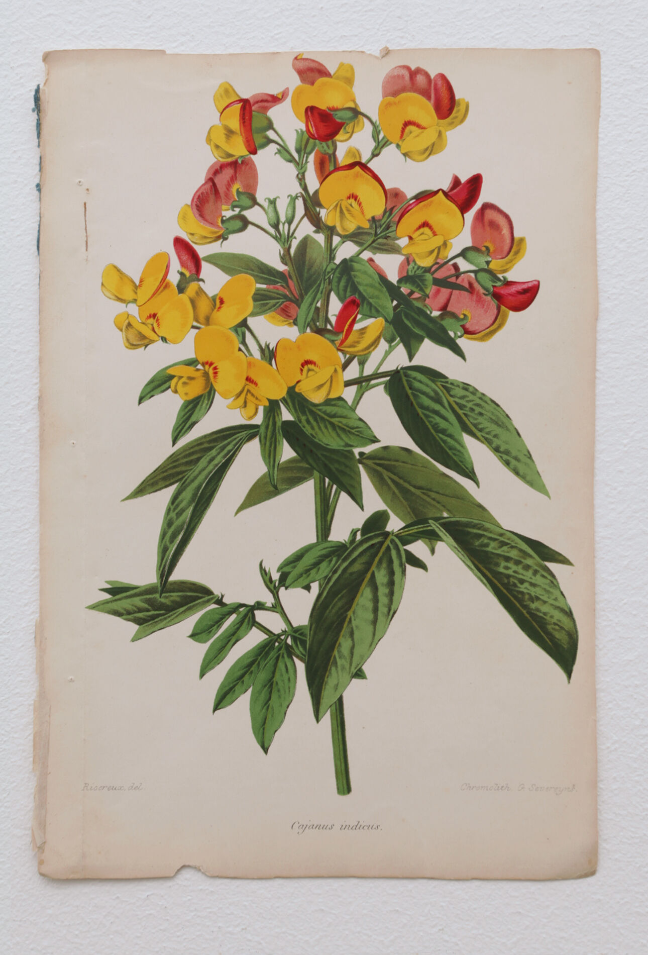 Lithography engraving plank vintage flowers - 1850