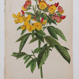 Lithography engraving plank vintage flowers - 1850