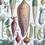 Poster about vegetables, based on a 1922 lithograph