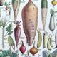 Poster on vegetables, based on a lithograph from 1922.