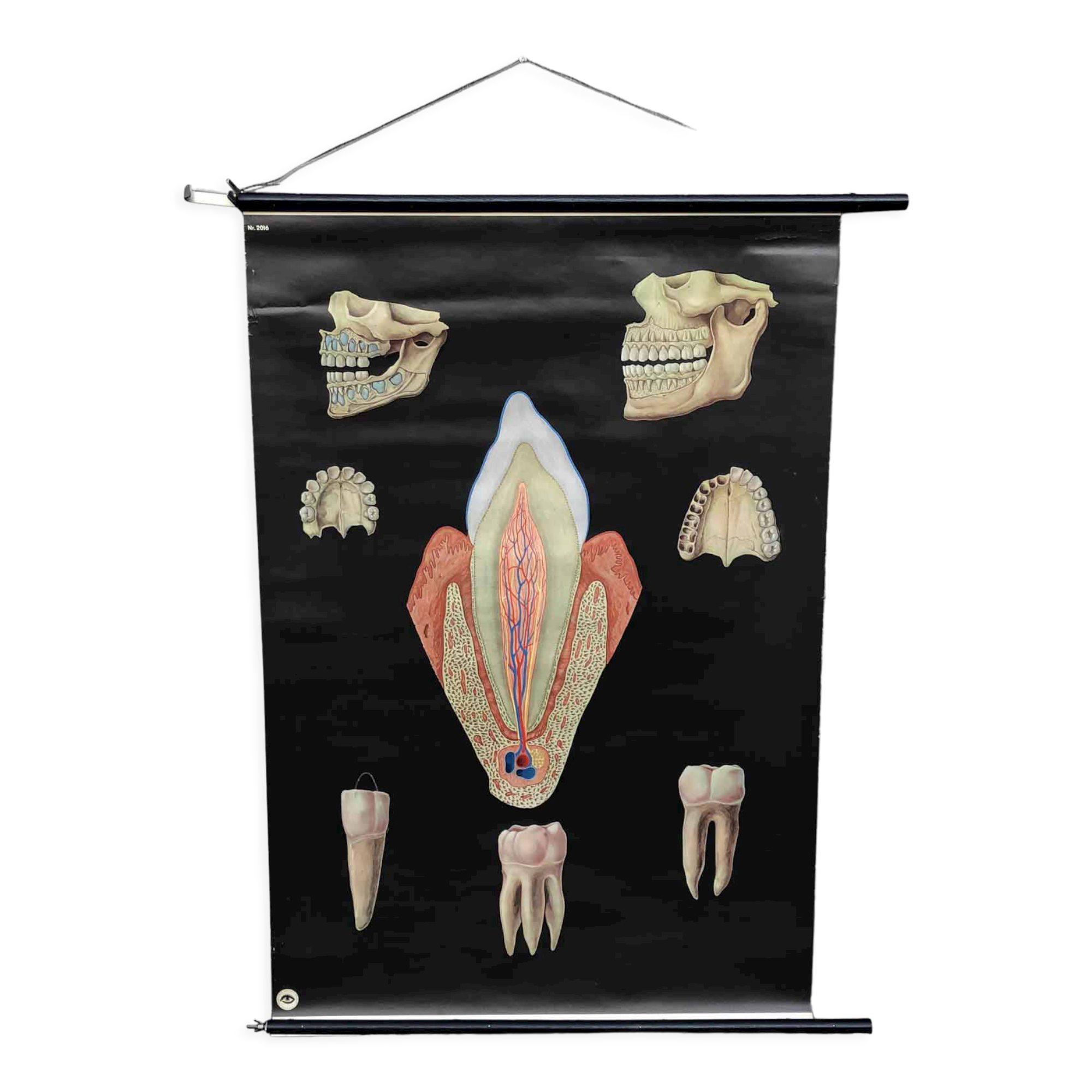 Pull-Down Chart of Human Teeth, 1960s