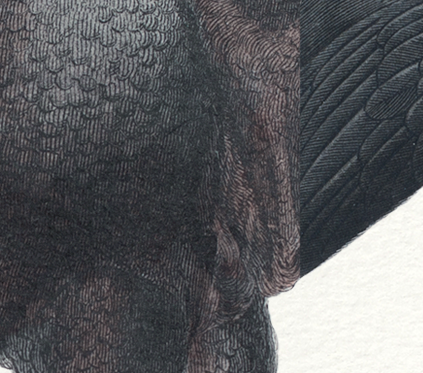 Set of 2 framed chimera lithograph animal engraving