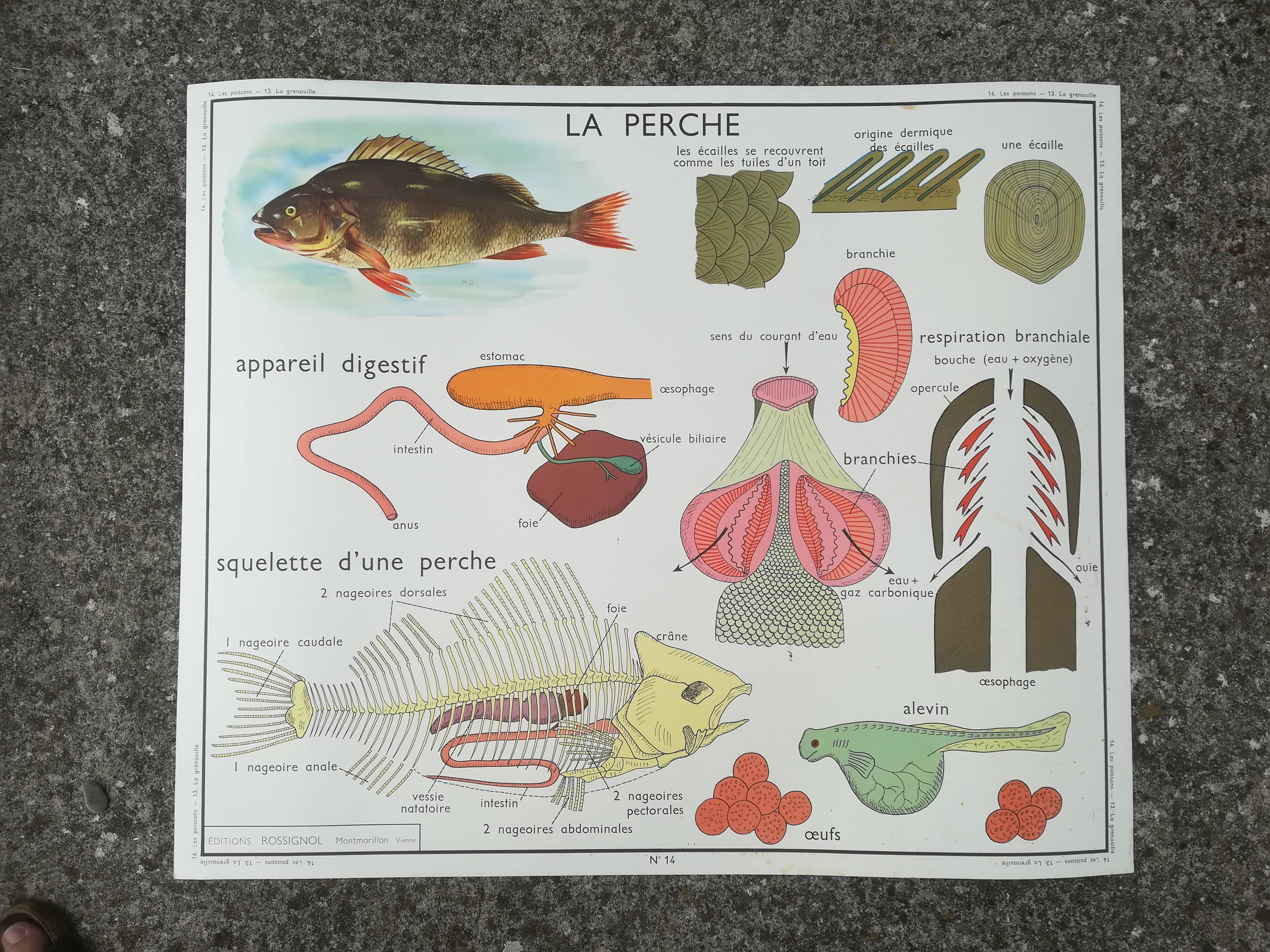 Rossignol pedagogical poster "The rabbit and the horse"