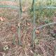 Antique folding garden chairs with wooden slats