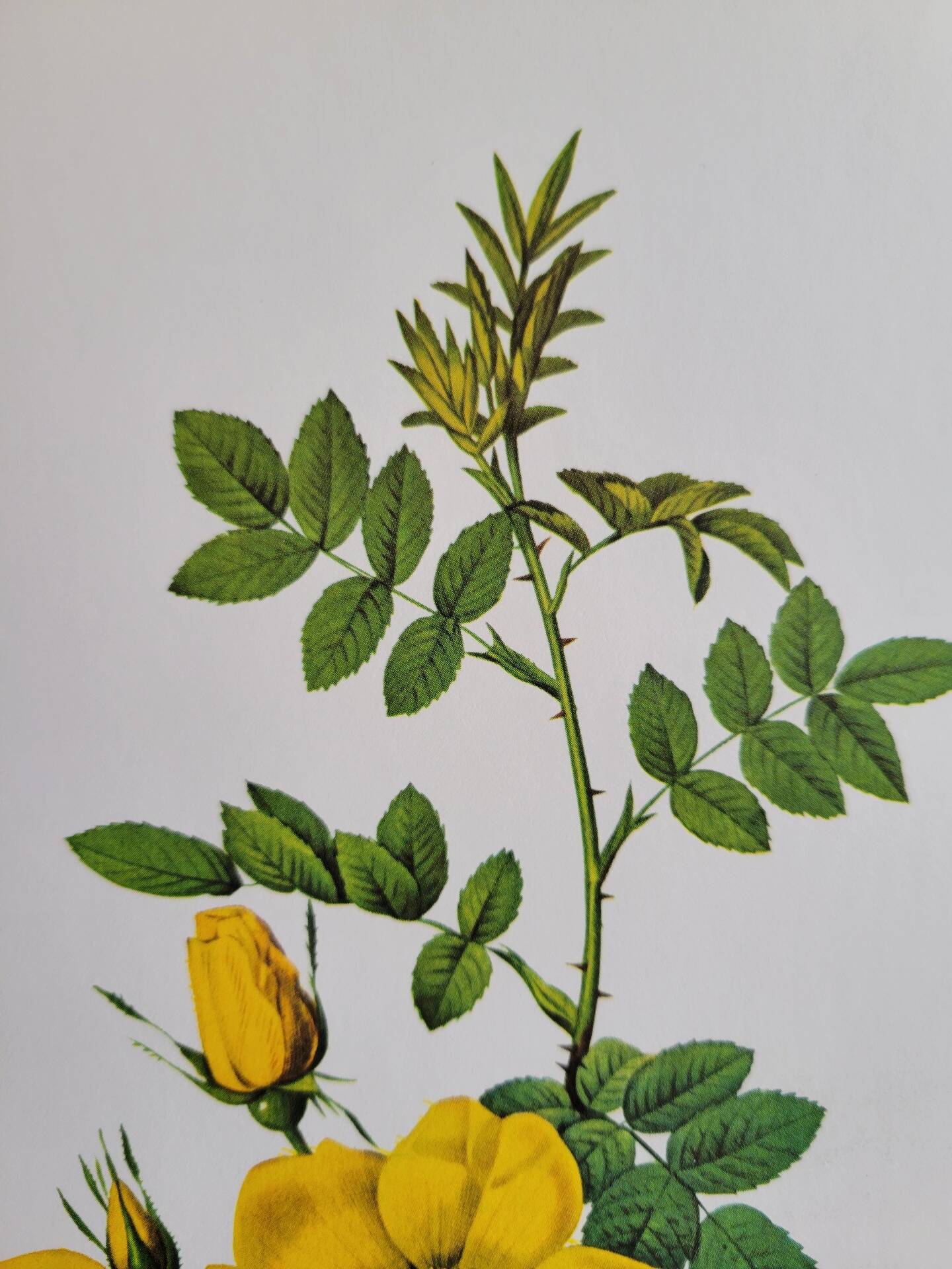Botanical plate Wild Rose P.J. Redouté 1960