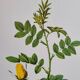 Botanical plate Wild Rose P.J. Redouté 1960