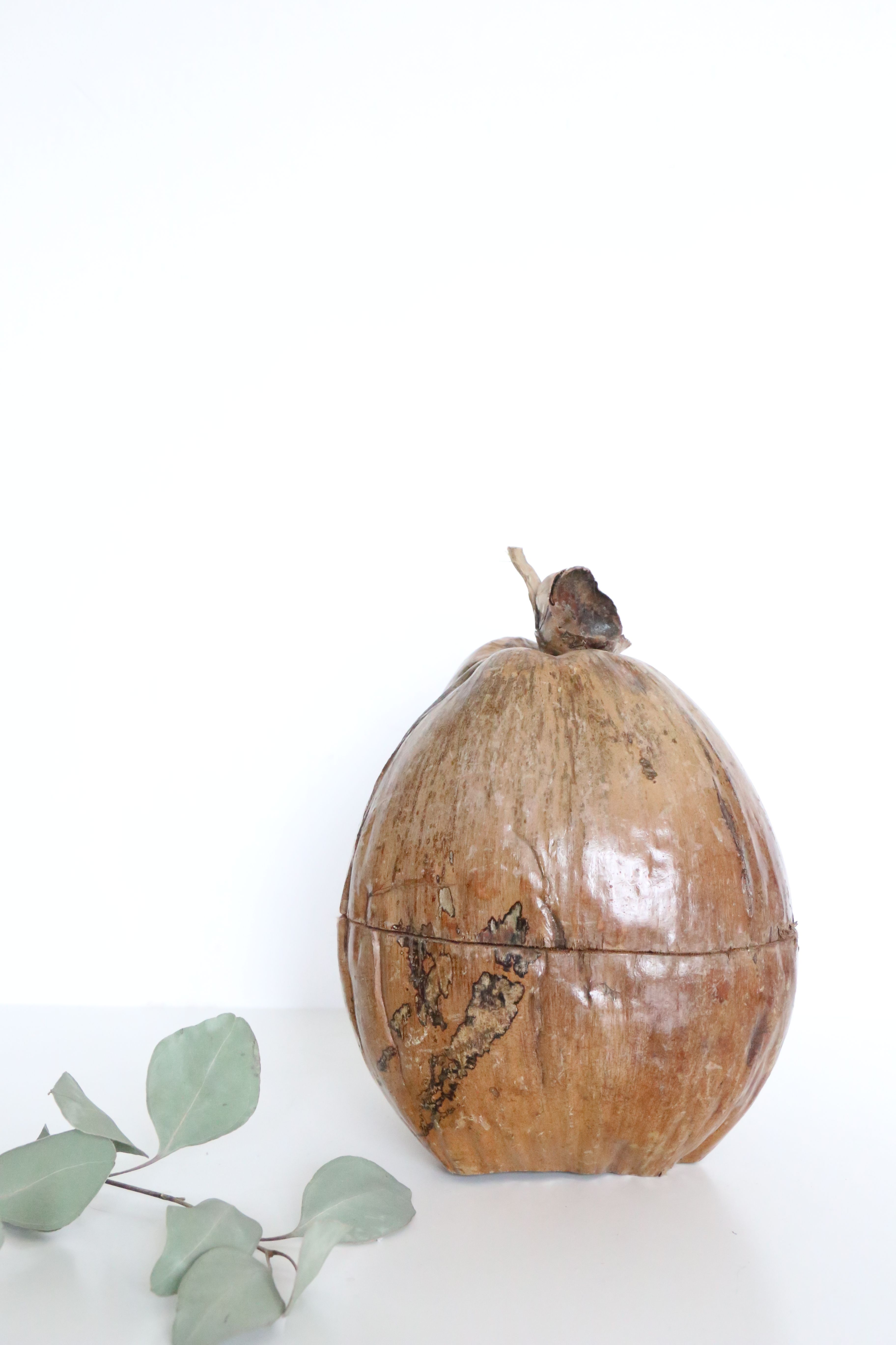 Ice bucket, nature decoration, exotic