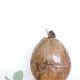 Ice bucket, nature decoration, exotic