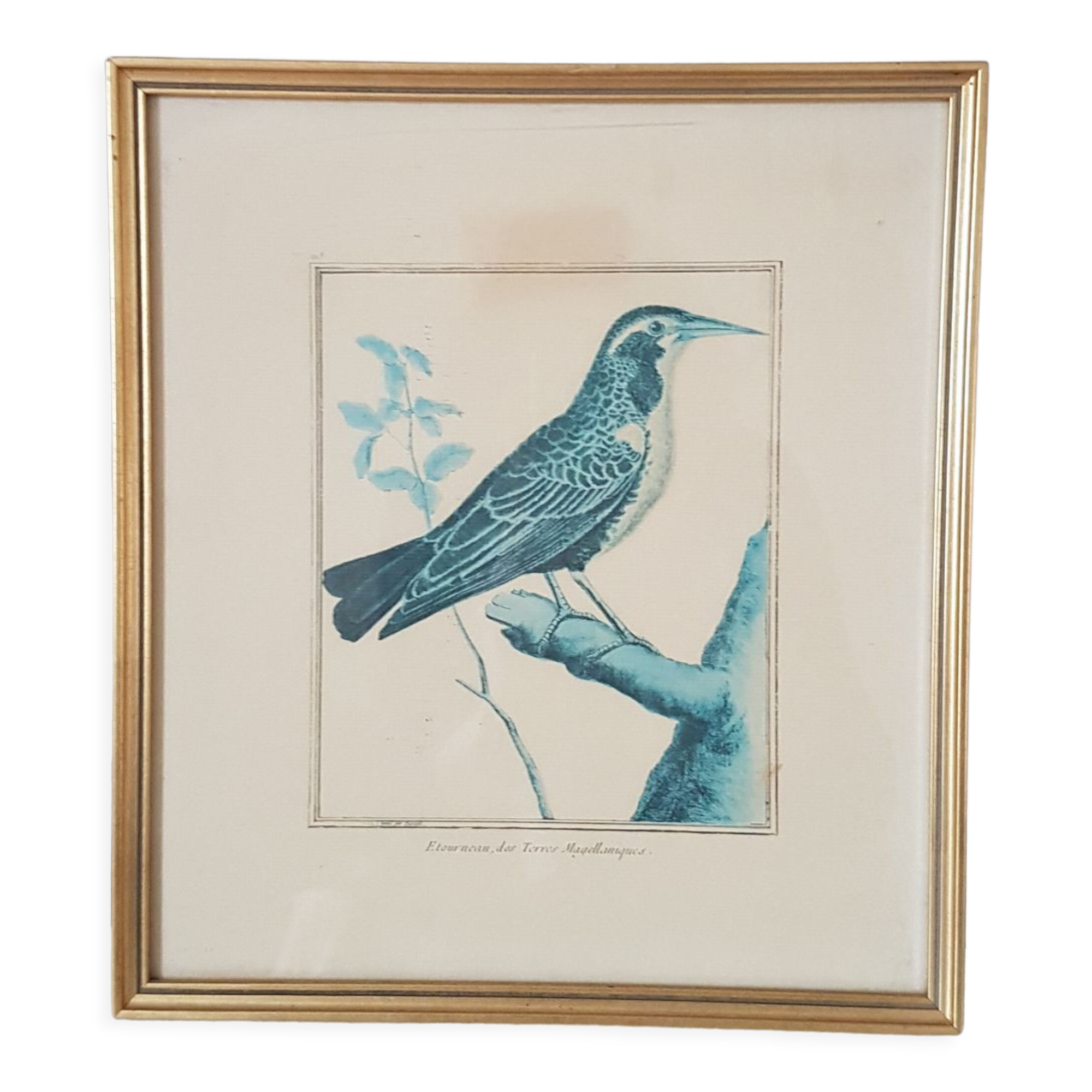 Framed bird engraving