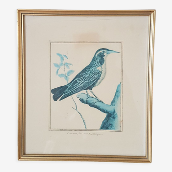 Framed bird engraving