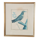 Framed bird engraving