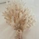 Corail ancien