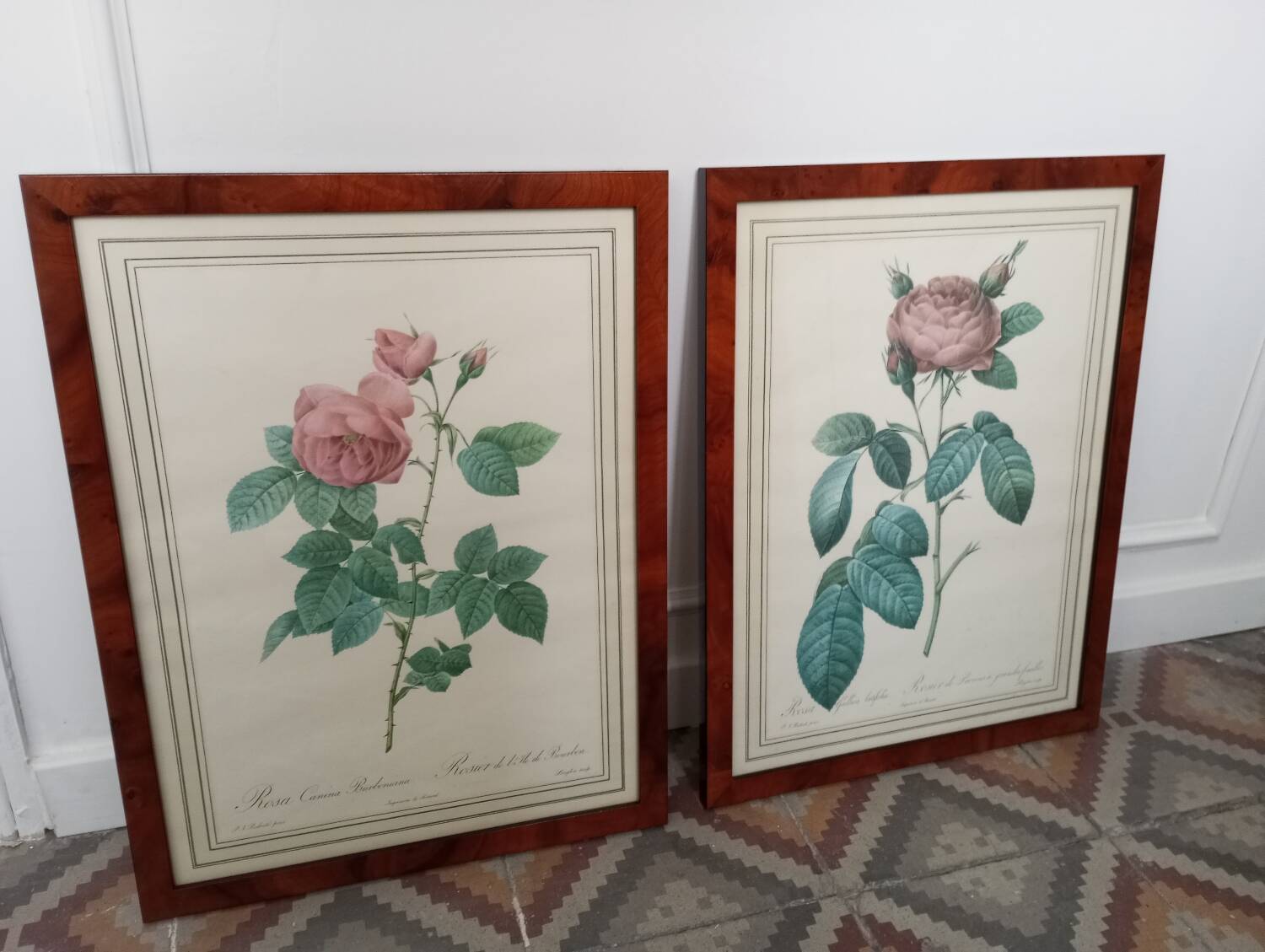 Planches botaniques Redouté roses
