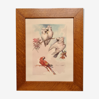 Lithographie  oiseaux signé  1996 dans beau cadre en loupe 82xx50