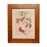 Lithograph birds signed 1996 in beautiful frame in magnifying glass 82xx50