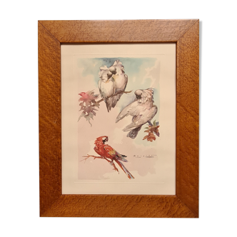 Lithograph birds signed 1996 in beautiful frame in magnifying glass 82xx50