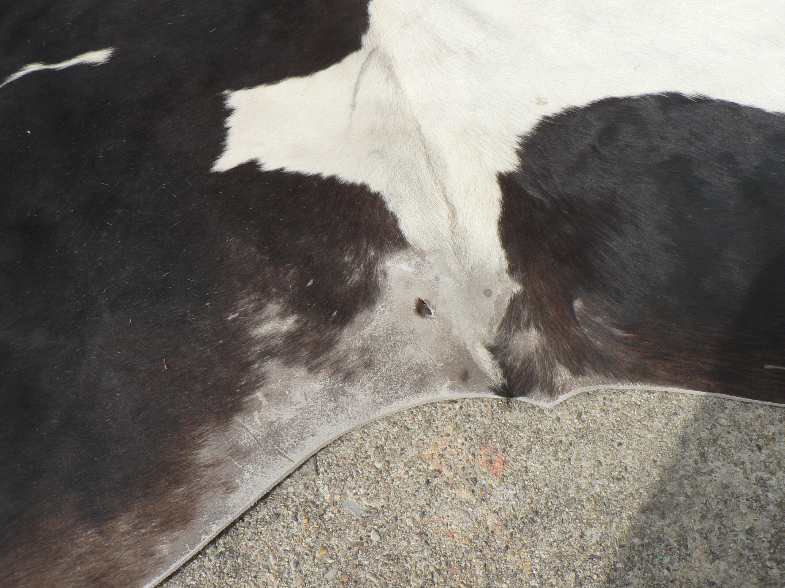 Rug cow skin, 215 x 195