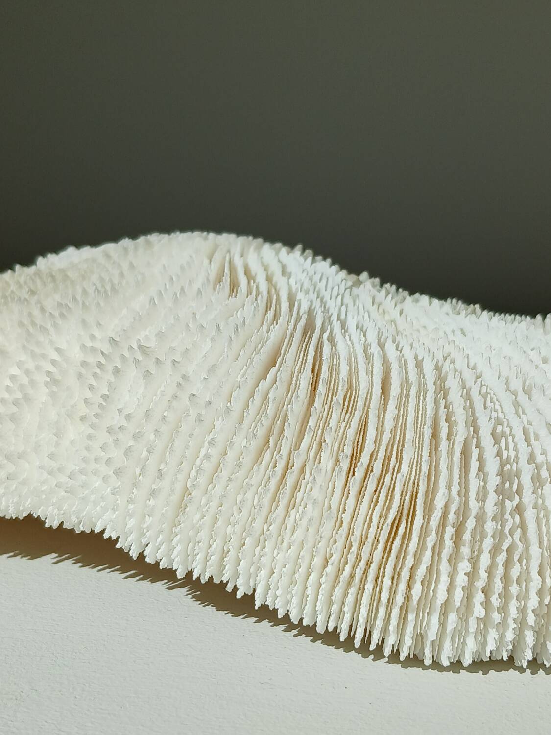 White Coral Fungia 24 cm