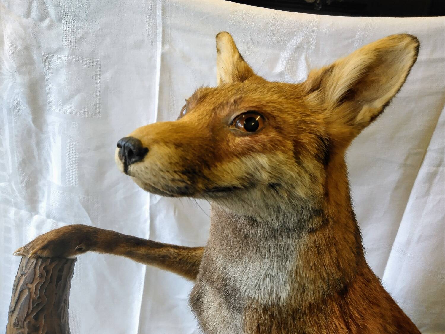 Stuffed fox taxidermy