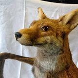 Stuffed fox taxidermy