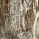 Very large white and grey petrified wood side table H45 D39 - 334