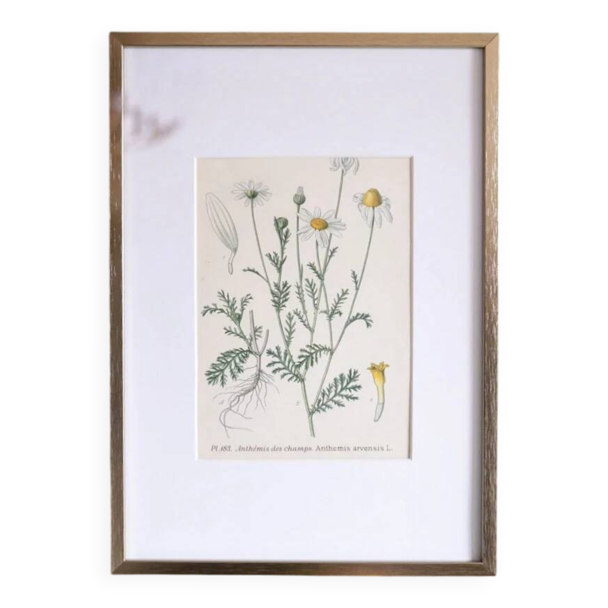 Framed botany of field chamomile