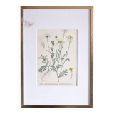 Framed botany of field chamomile