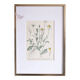 Framed botany of field chamomile