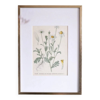 Framed botany of field chamomile