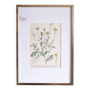 Framed botany of field chamomile