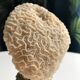 White coral under black wooden base with golden detail