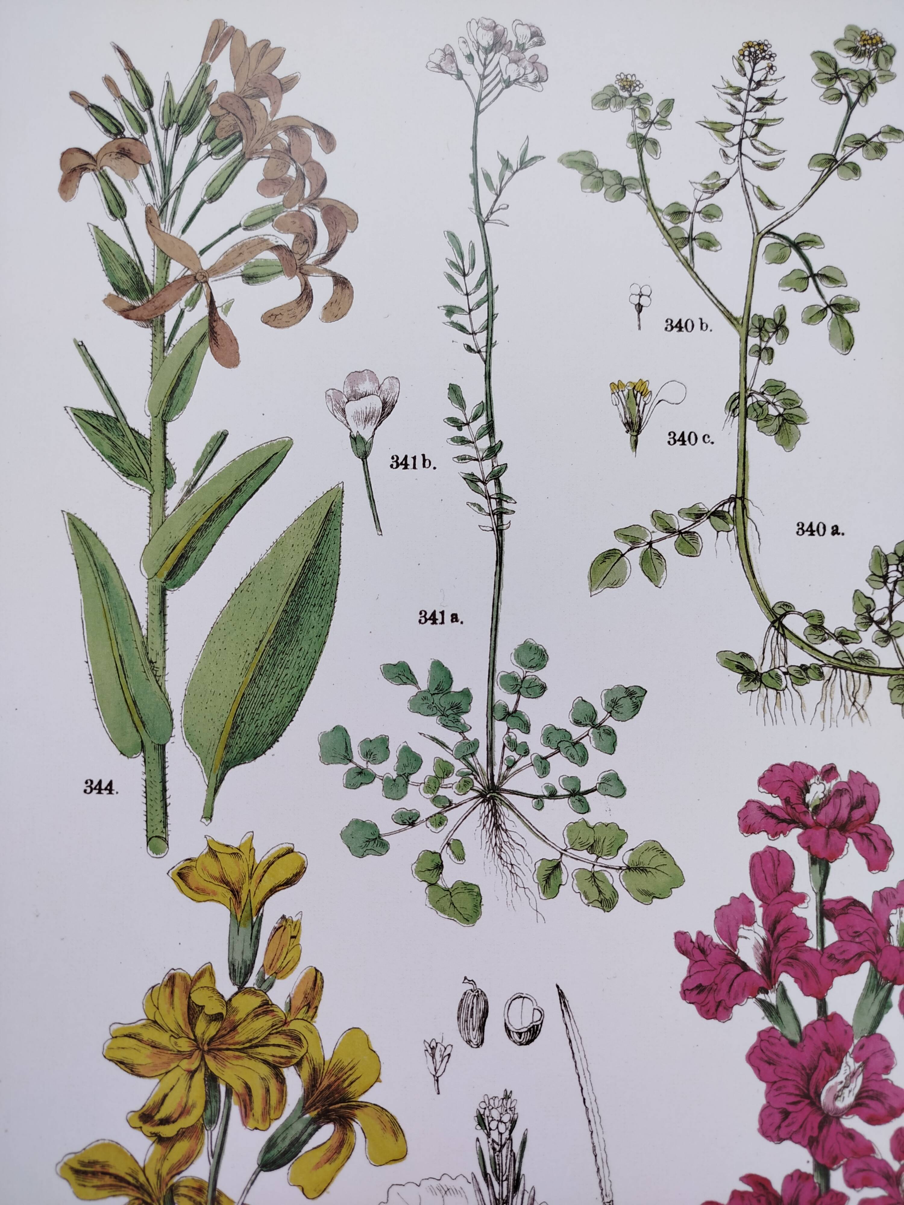 Plant poster based on an 1881 engraving "wallflower"