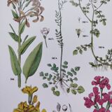 Affiche sur les plantes d'après une gravure de 1881 "giroflée"