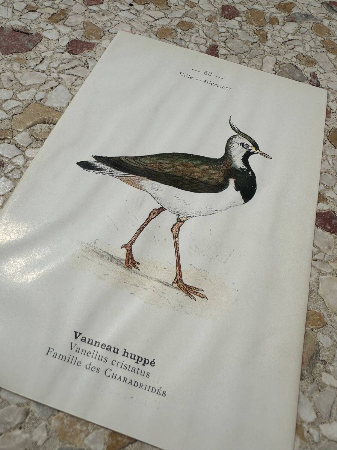 Old botanical engraving naturalist plate 1903