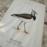 Gravure botanique ancienne planche naturaliste 1903
