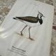 Old botanical engraving naturalist plate 1903